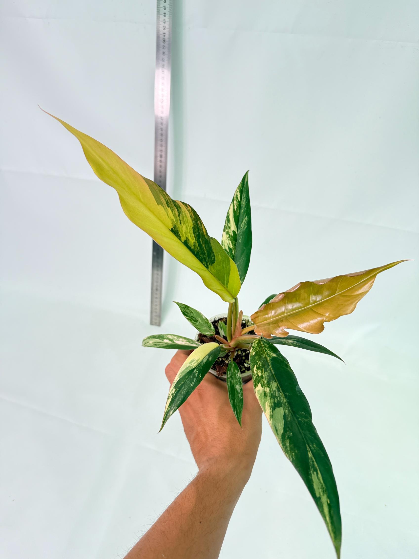 Philodendron Caramel Marble 4