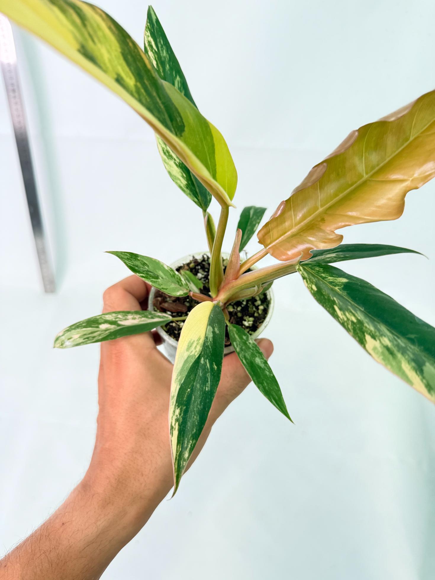 Philodendron Caramel Marble 10