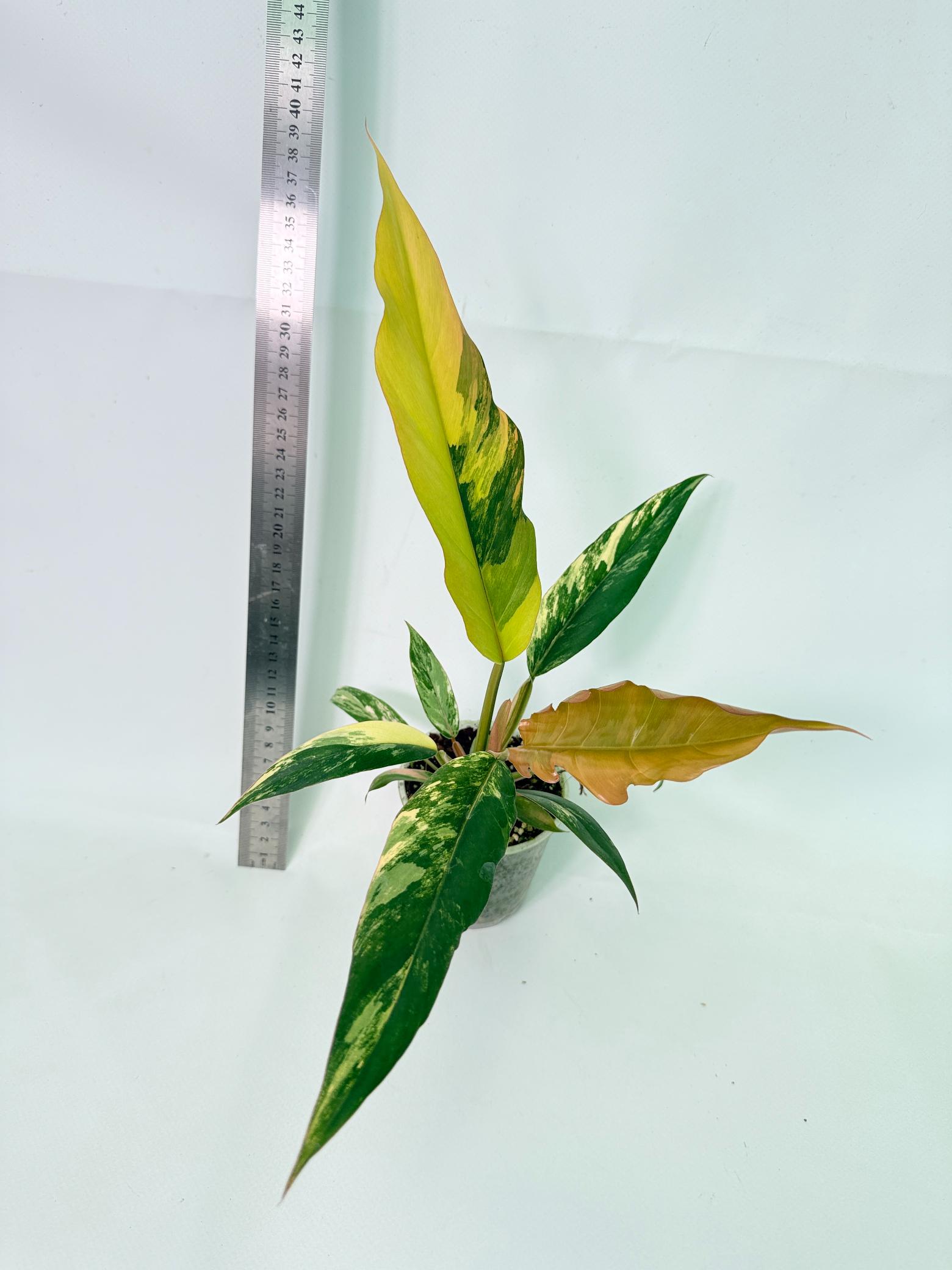Philodendron Caramel Marble 1