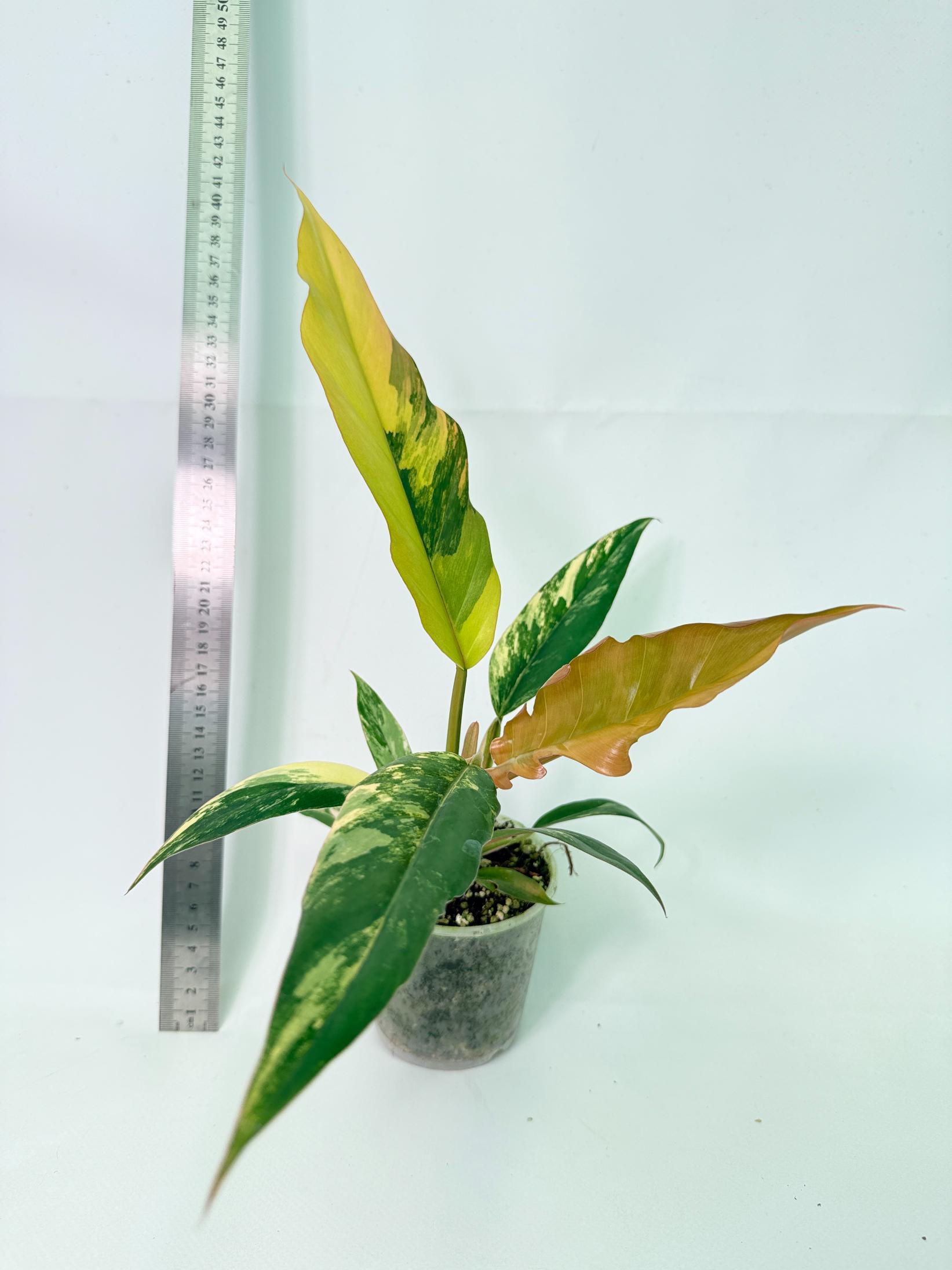 Philodendron Caramel Marble 5