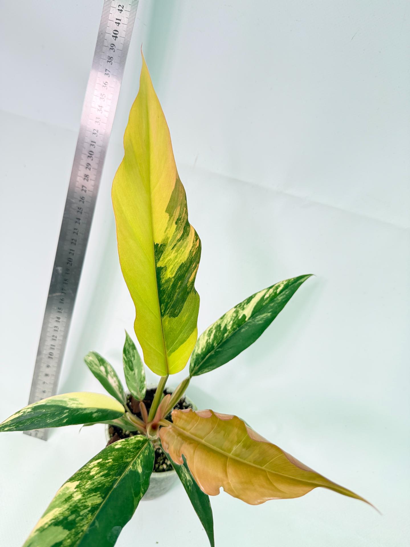 Philodendron Caramel Marble 6