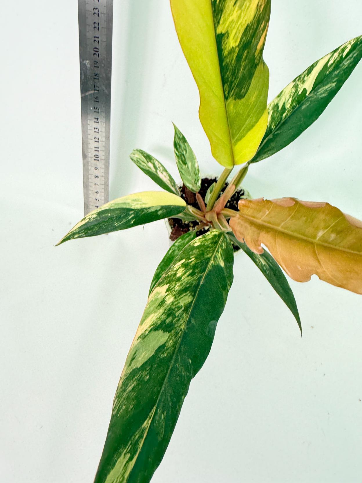 Philodendron Caramel Marble 7