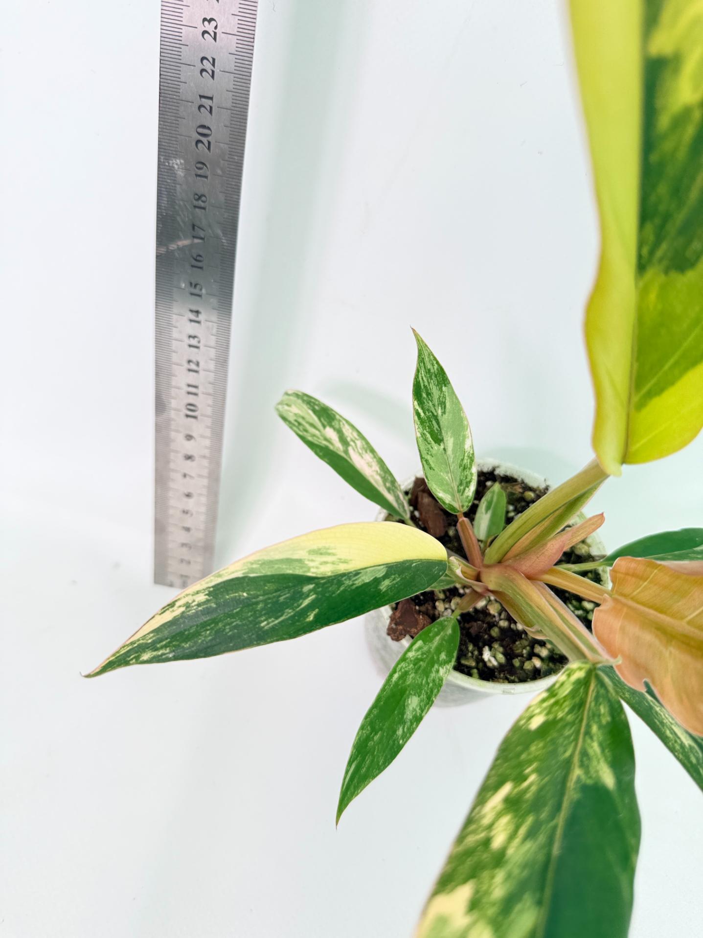 Philodendron Caramel Marble 8