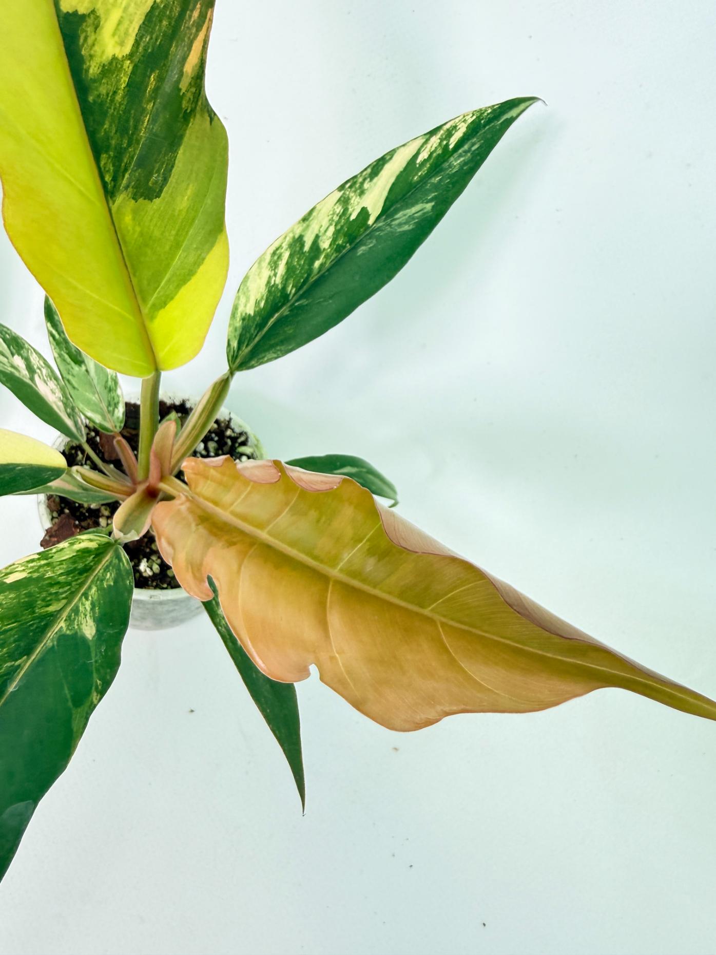 Philodendron Caramel Marble 3