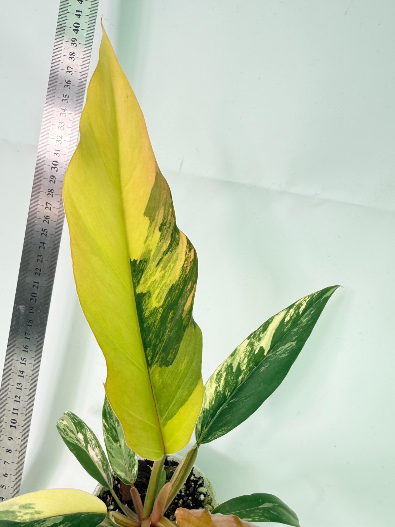 Philodendron Caramel Marble 9