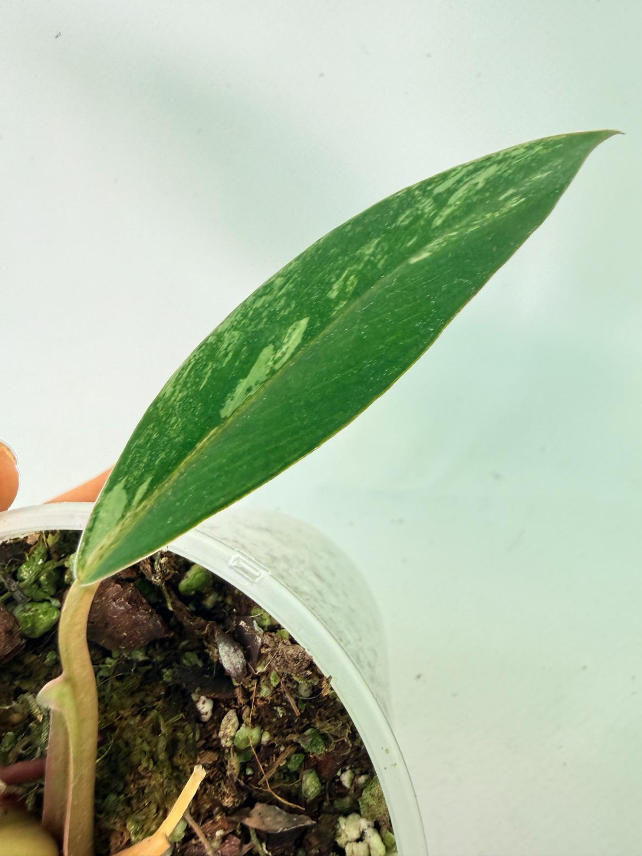 Philodendron Caramel Marble 09