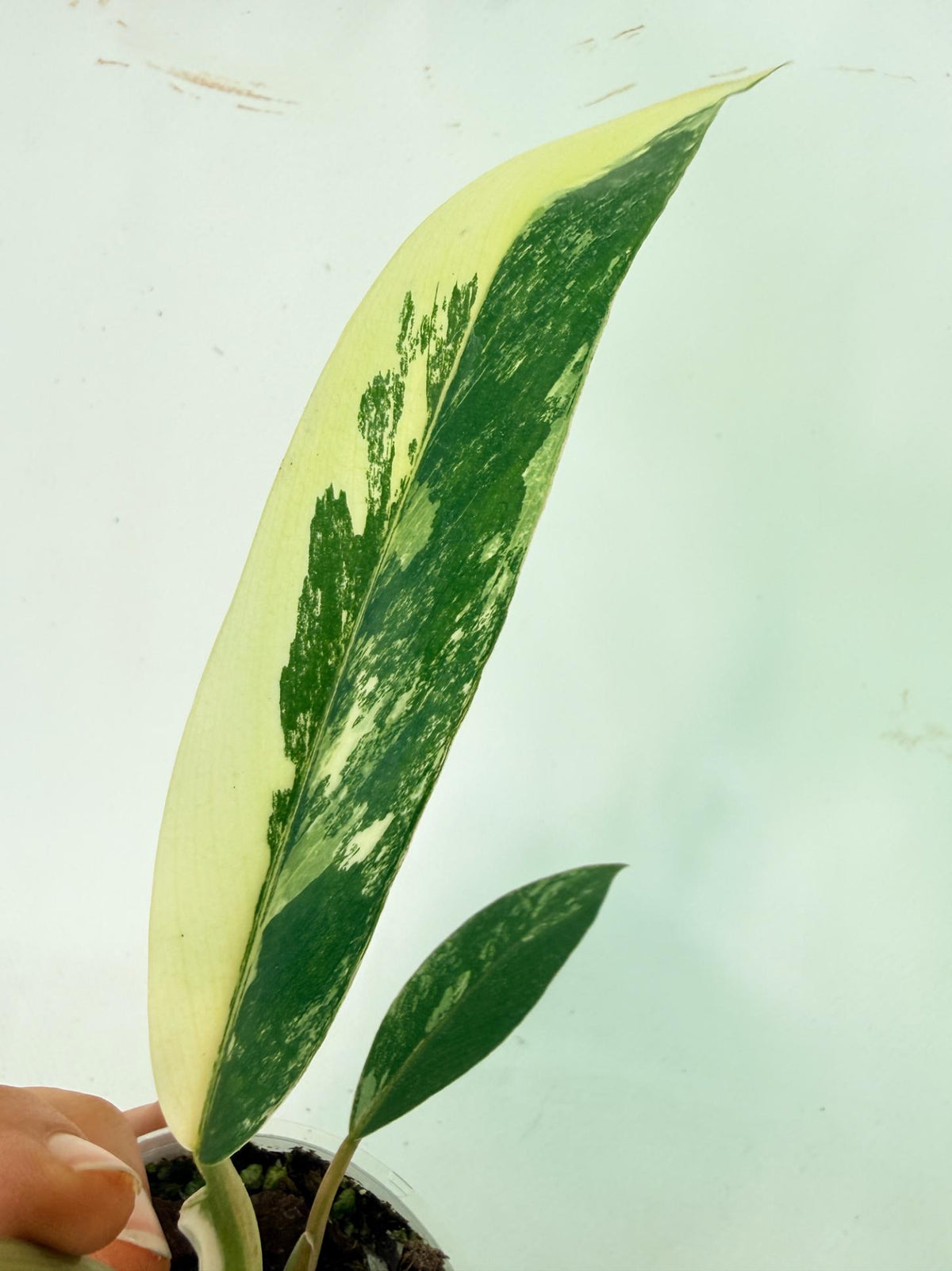 Philodendron Caramel Marble 10