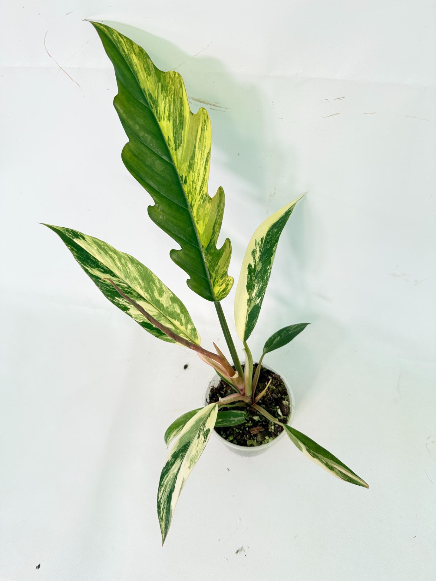 Philodendron Caramel Marble 01