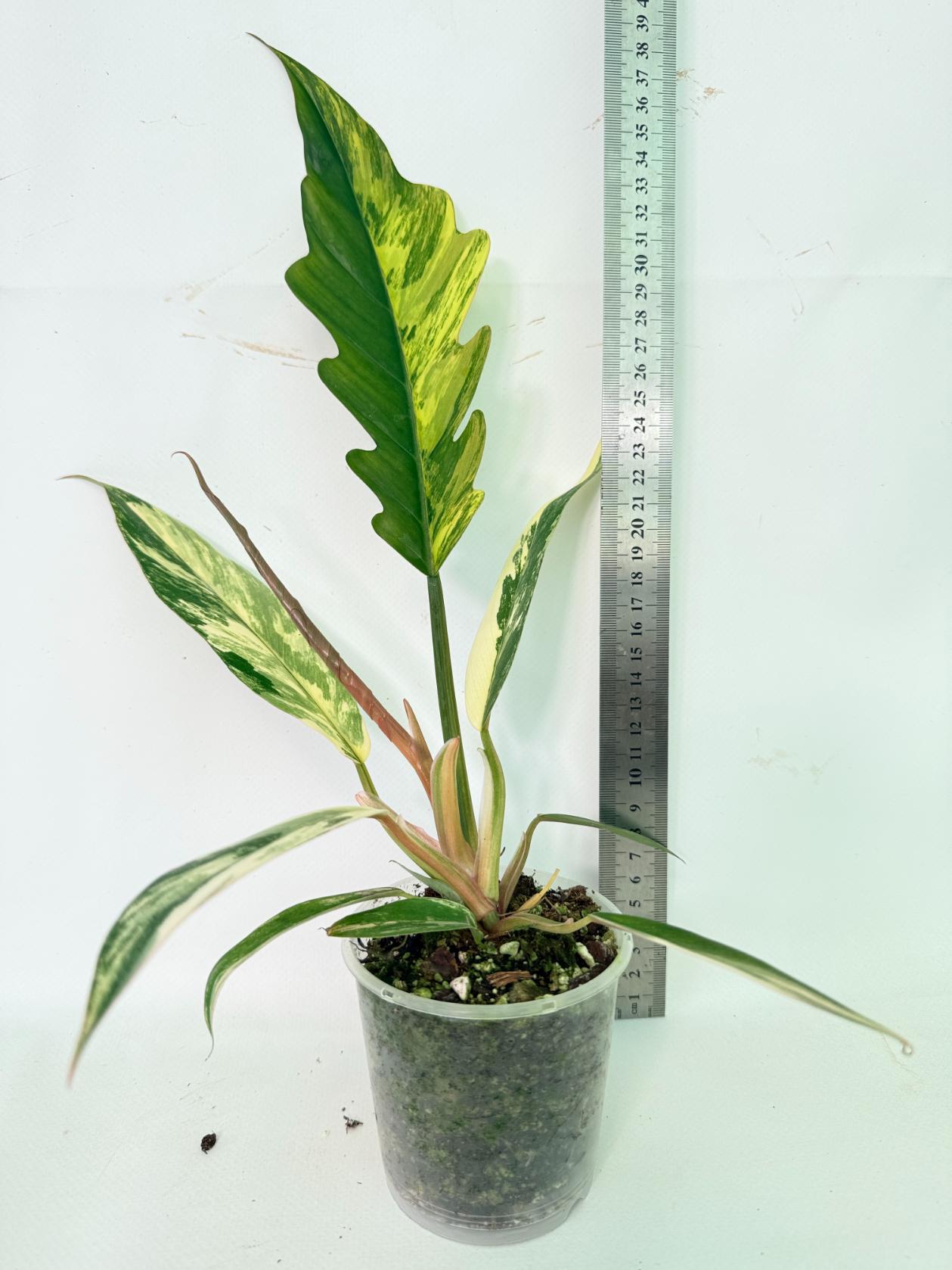 Philodendron Caramel Marble 03