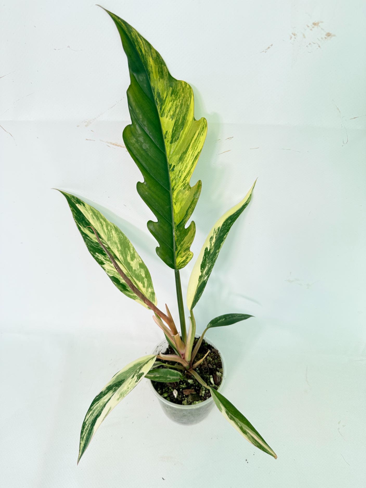 Philodendron Caramel Marble 04