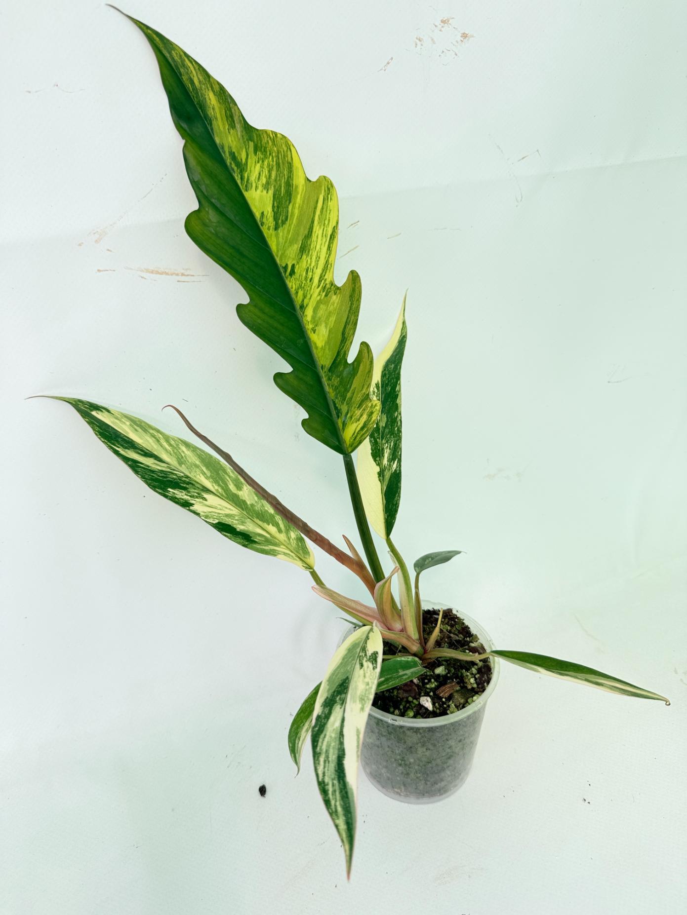 Philodendron Caramel Marble 05