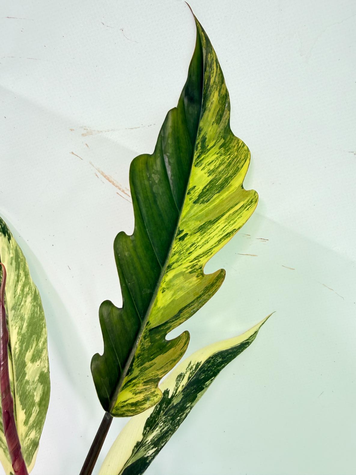 Philodendron Caramel Marble 02