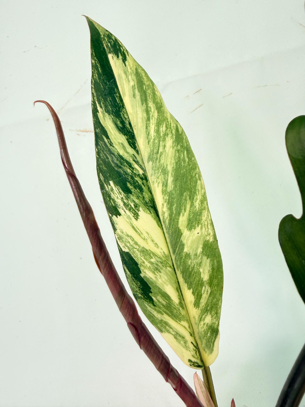 Philodendron Caramel Marble 06