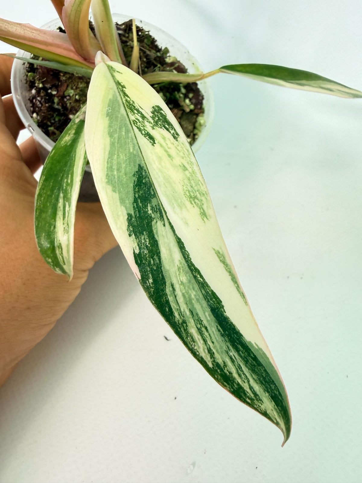 Philodendron Caramel Marble 07