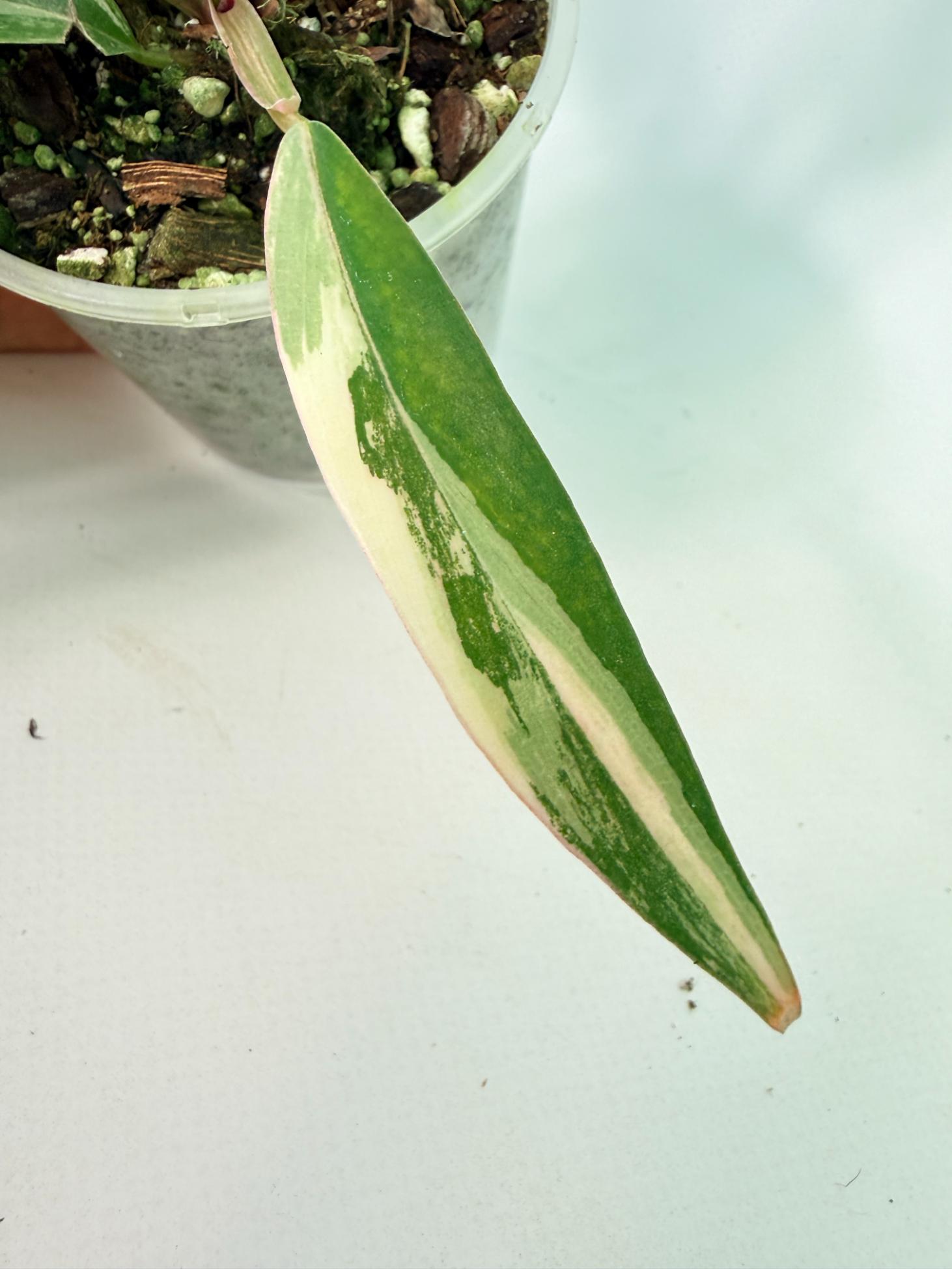 Philodendron Caramel Marble 08