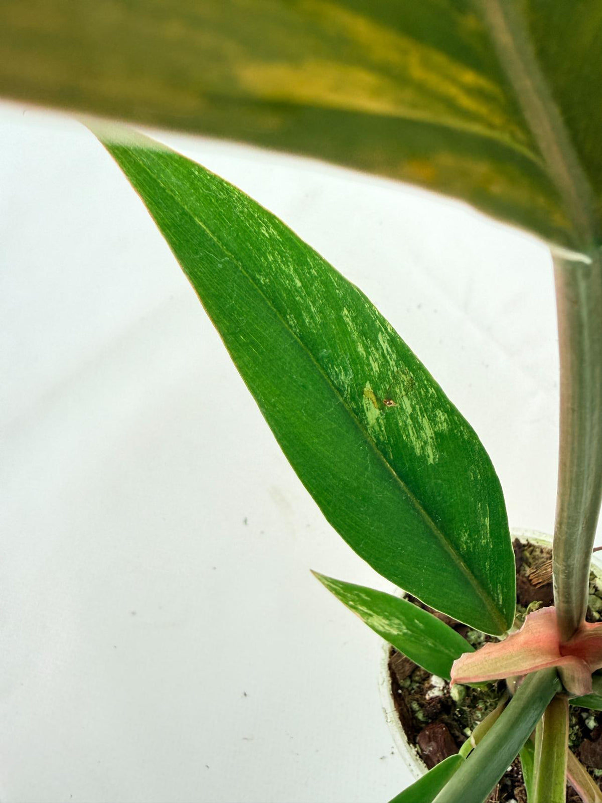 Philodendron Caramel Marble 09
