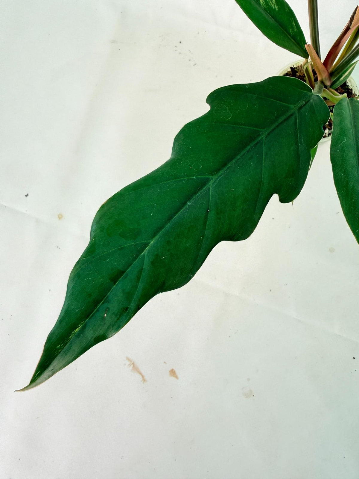 Philodendron Caramel Marble 10