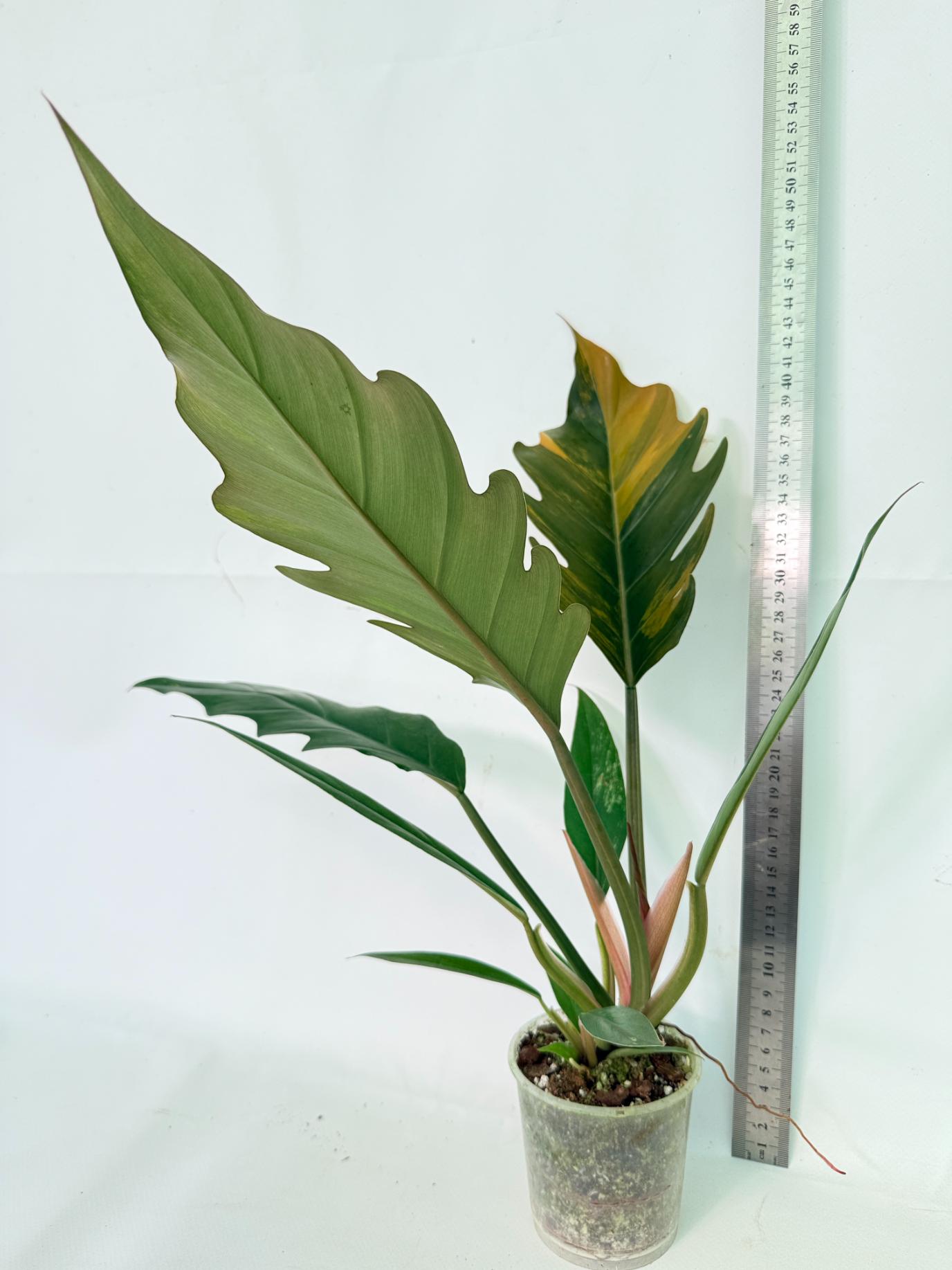 Philodendron Caramel Marble 04