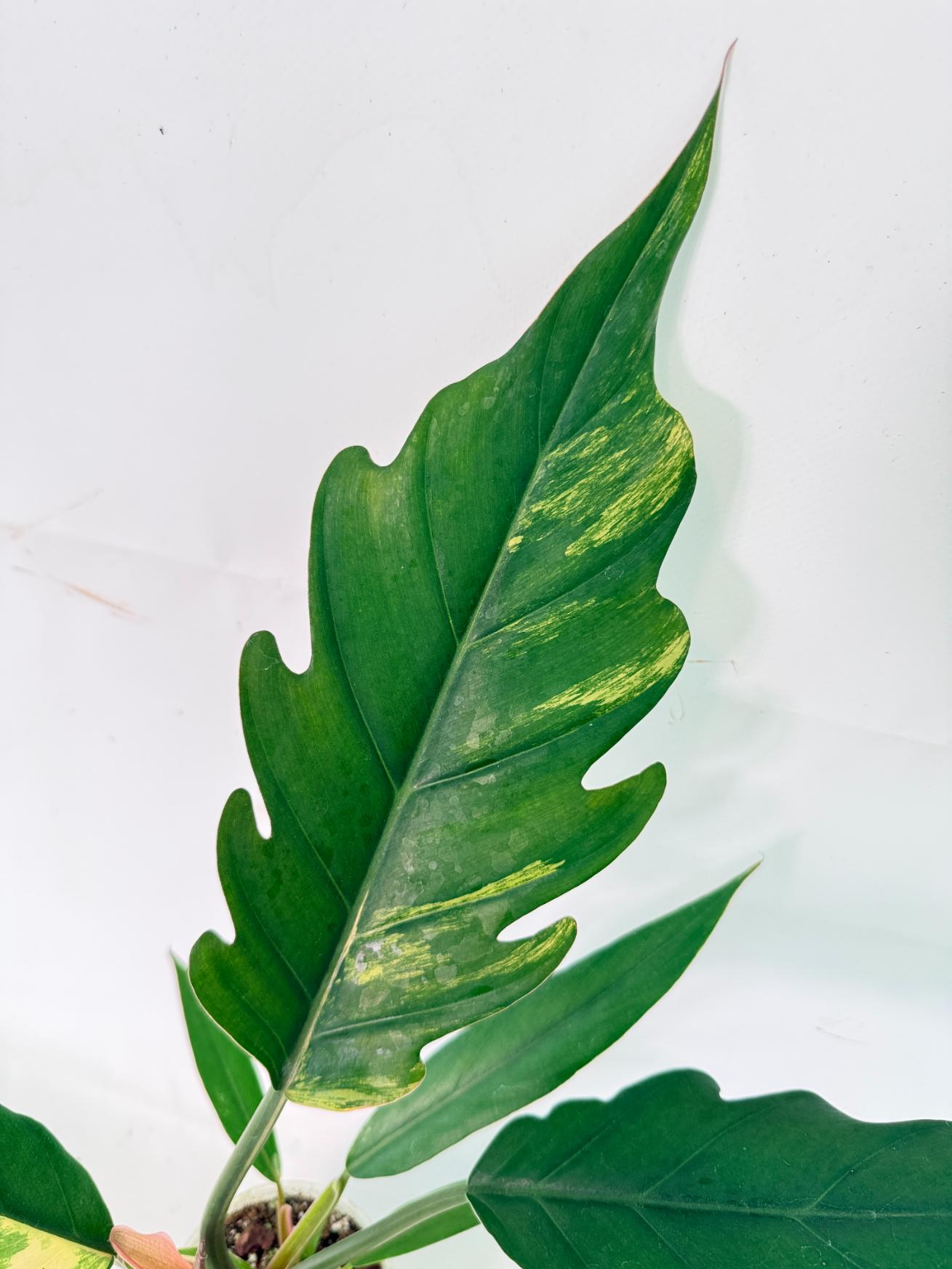 Philodendron Caramel Marble 05