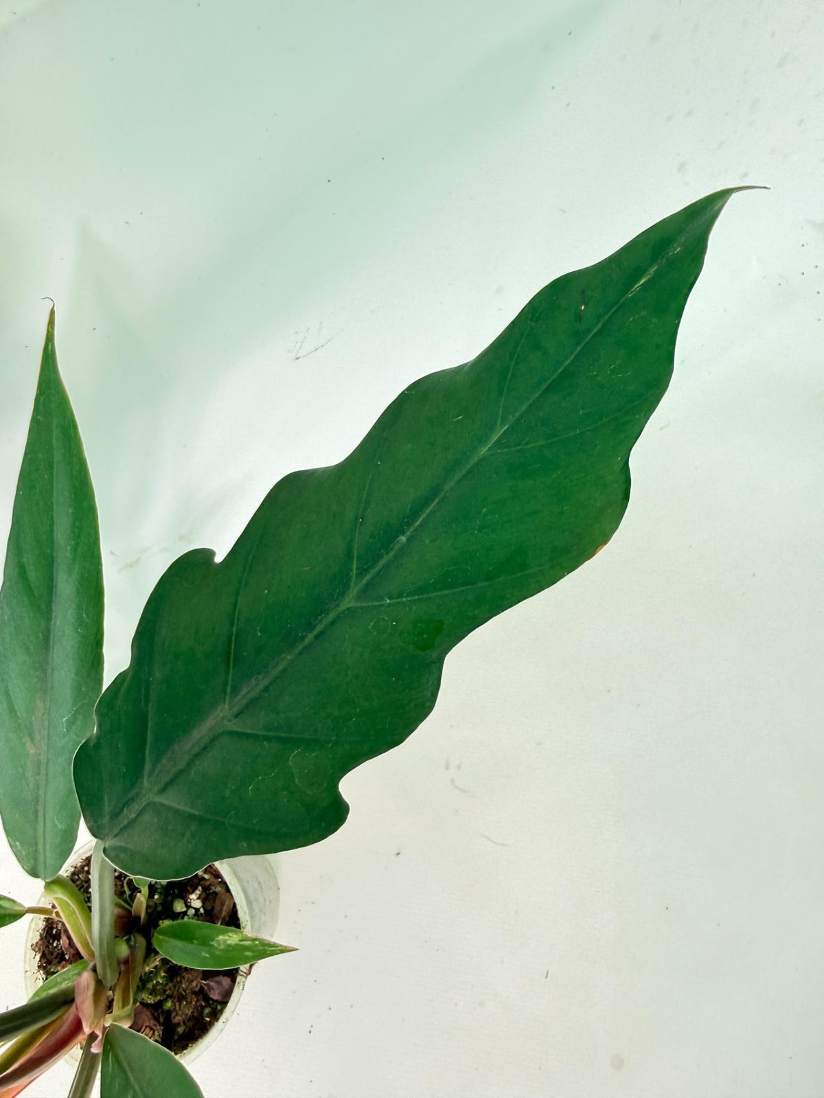 Philodendron Caramel Marble 06