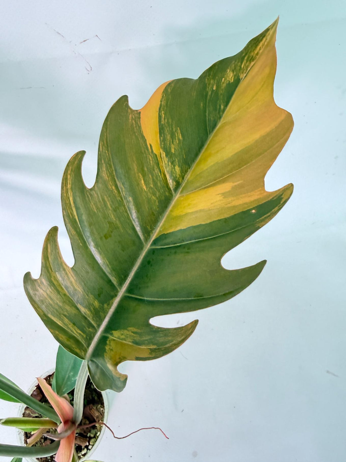 Philodendron Caramel Marble 03