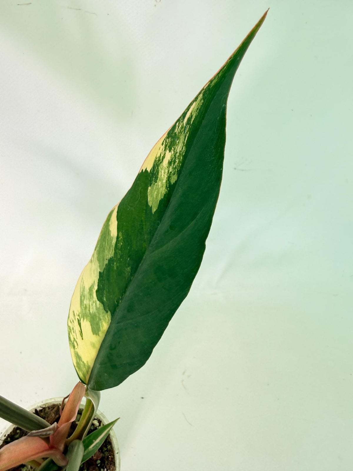 Philodendron Caramel Marble 07