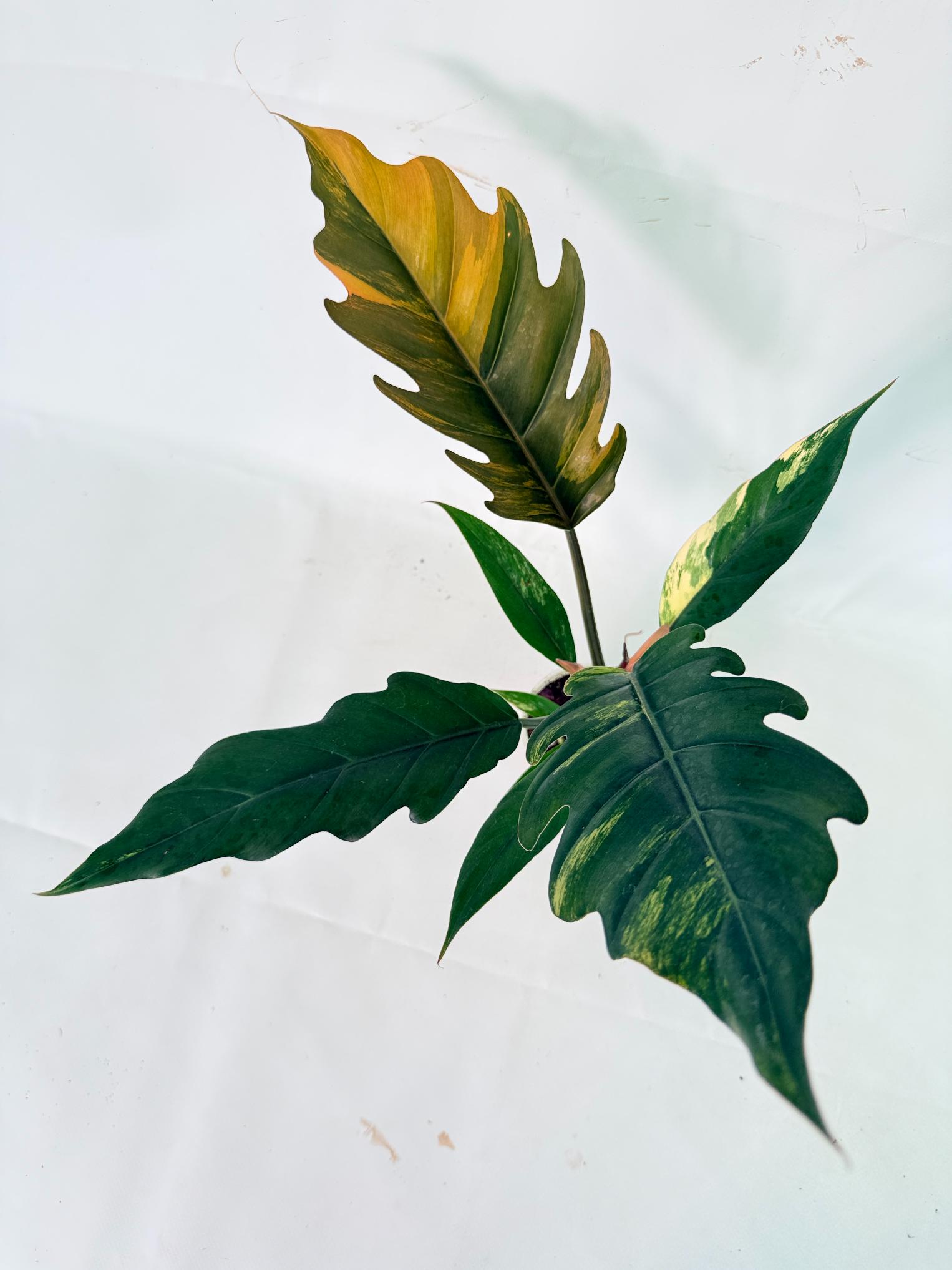 Philodendron Caramel Marble 01