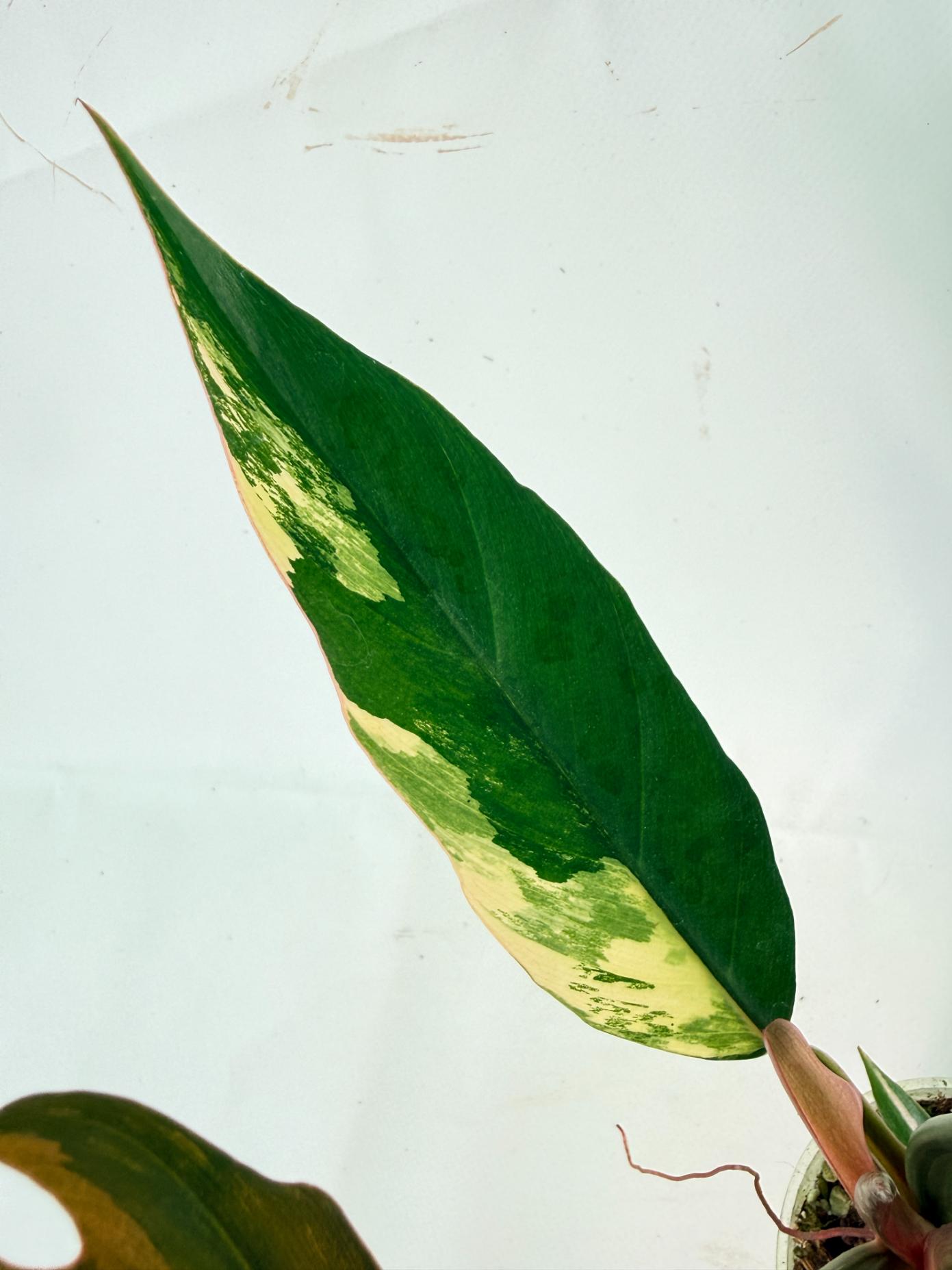 Philodendron Caramel Marble 08