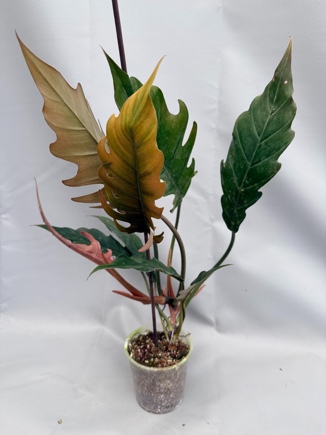Philodendron Caramel PLUTO 1