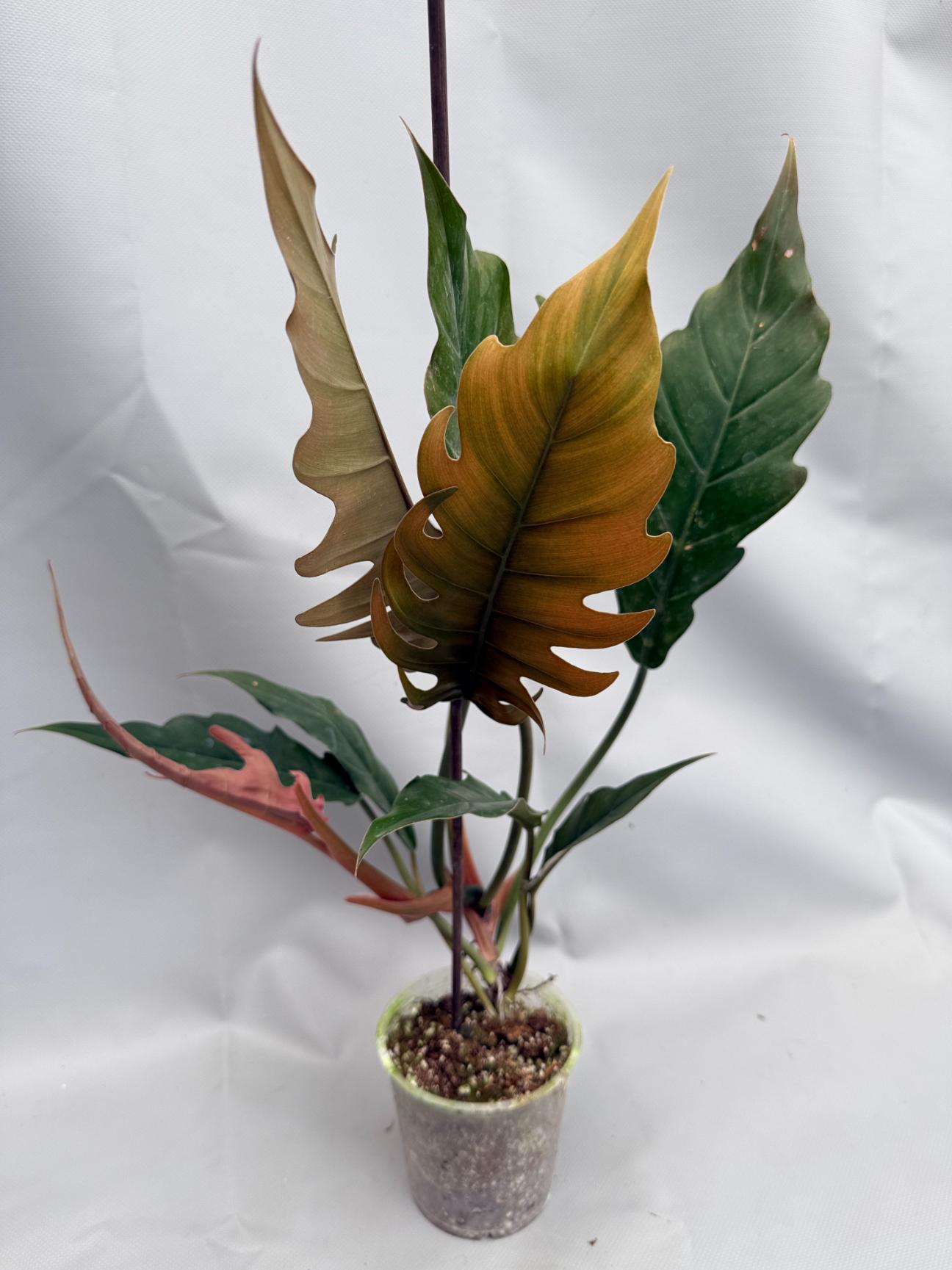 Philodendron Caramel PLUTO 2