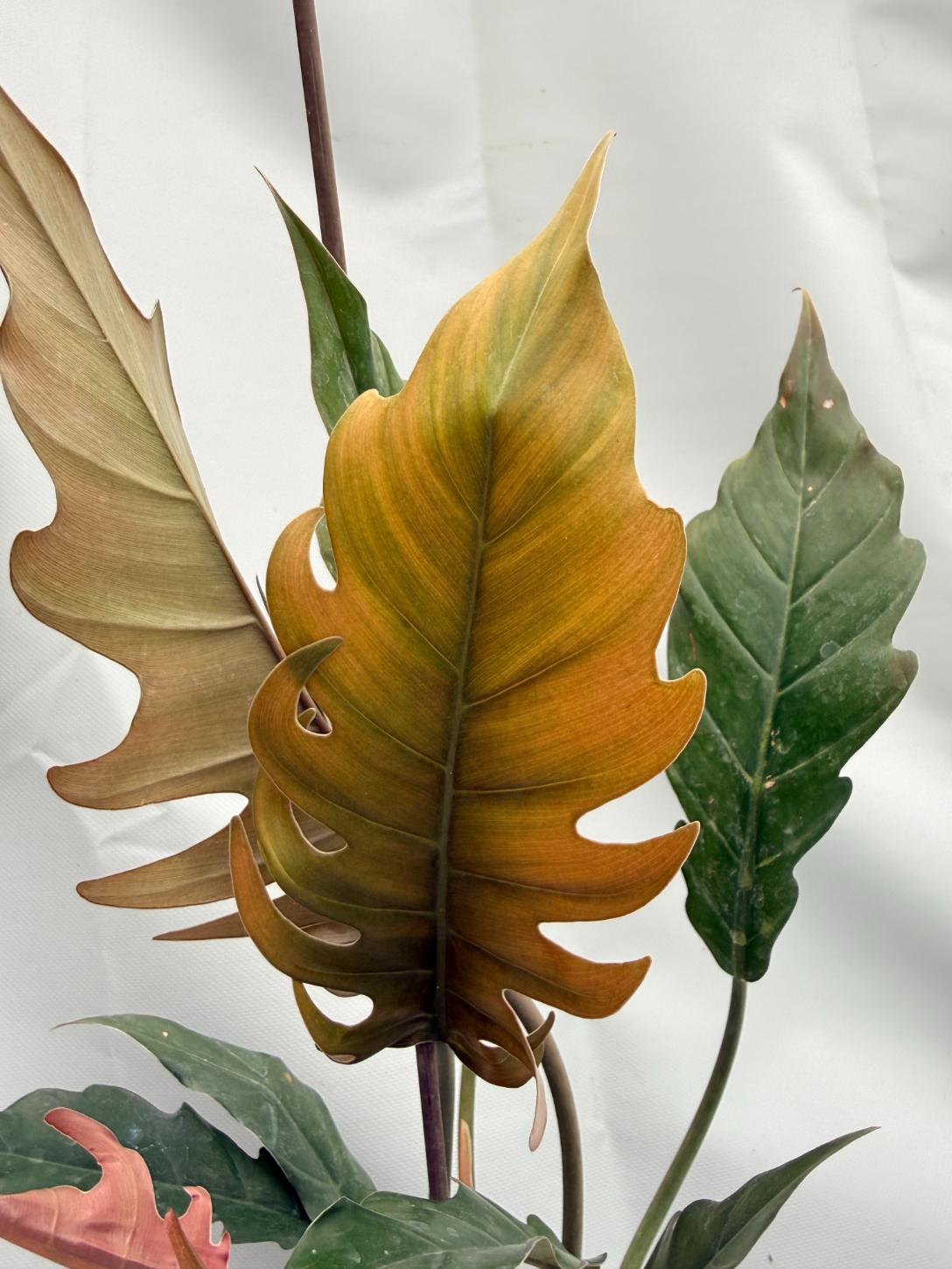 philodendron pluto price Philodendron Caramel PLUTO