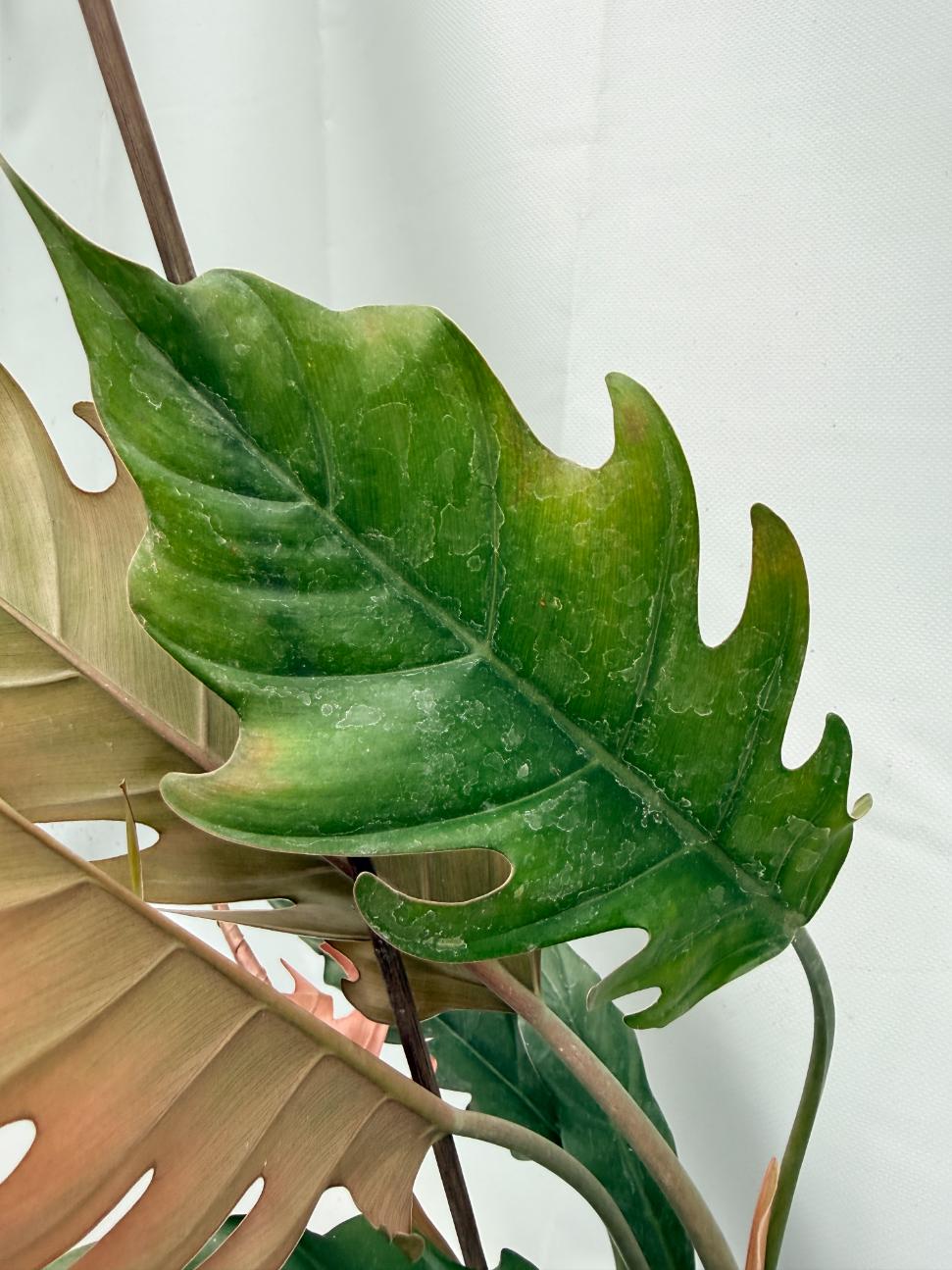 philodendron caramel marble pluto Philodendron Caramel PLUTO