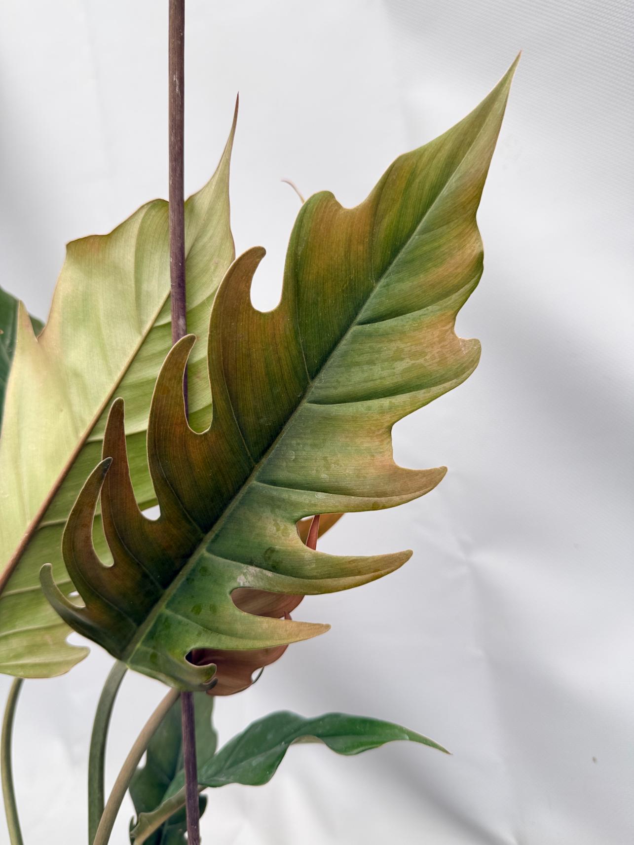 philodendron caramel marble pluto Philodendron Caramel PLUTO
