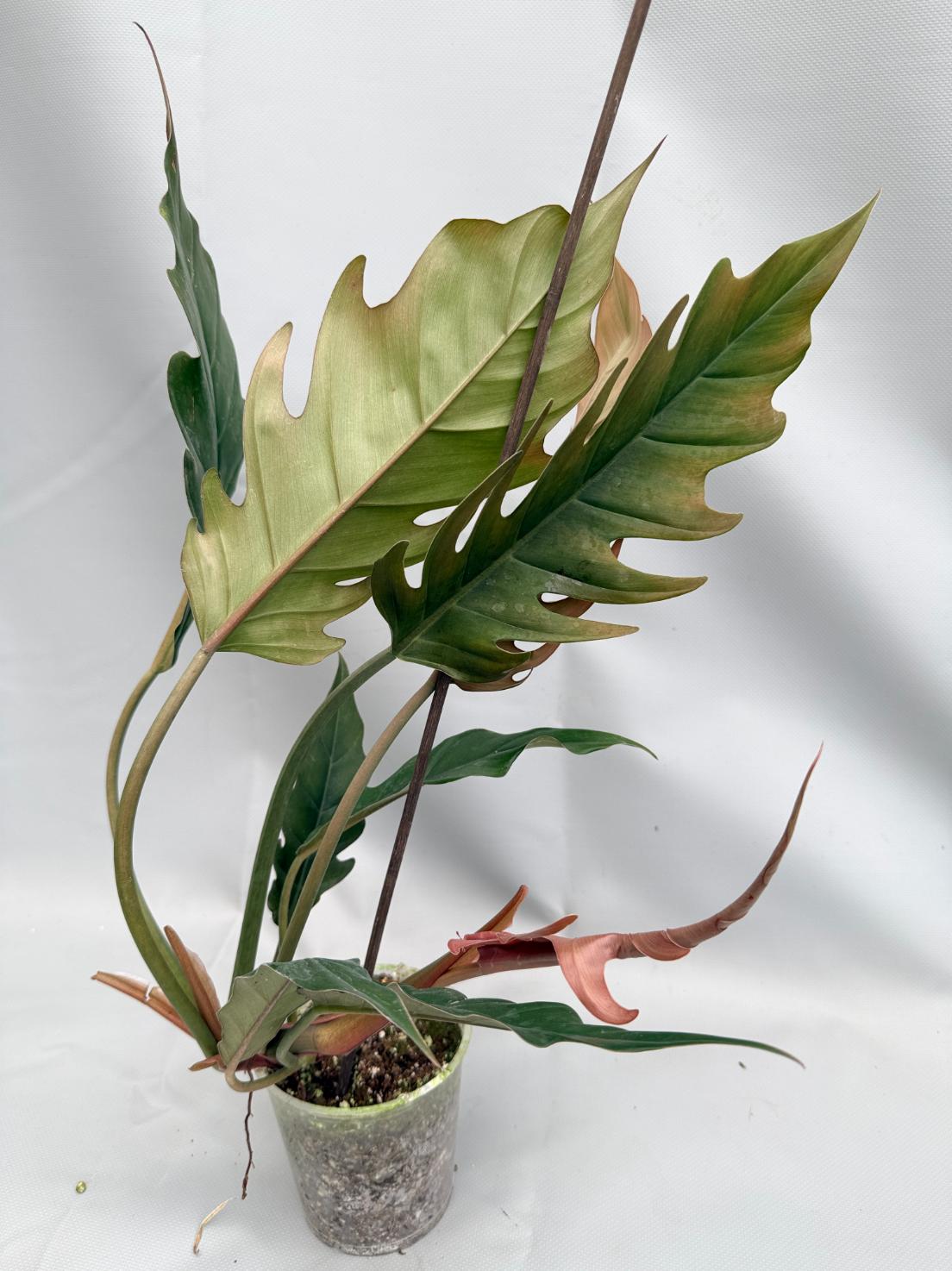 caramel philodendron Philodendron Caramel PLUTO