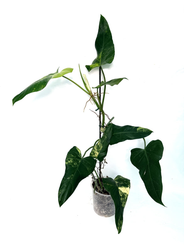 Philodendron_Domesticum_Variegata
