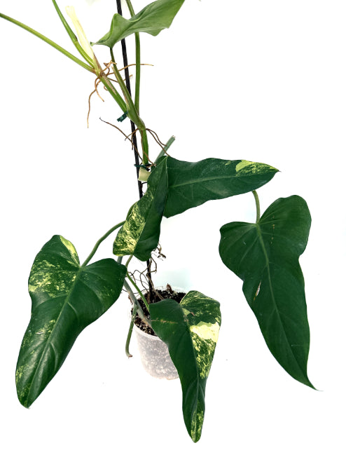 Philodendron_Domesticum_Variegata