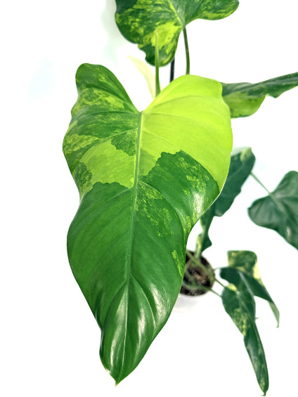 Philodendron_Domesticum_Variegata