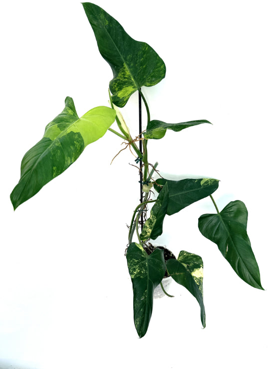 Philodendron_Domesticum_Variegata