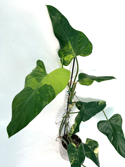 Philodendron_Domesticum_Variegata