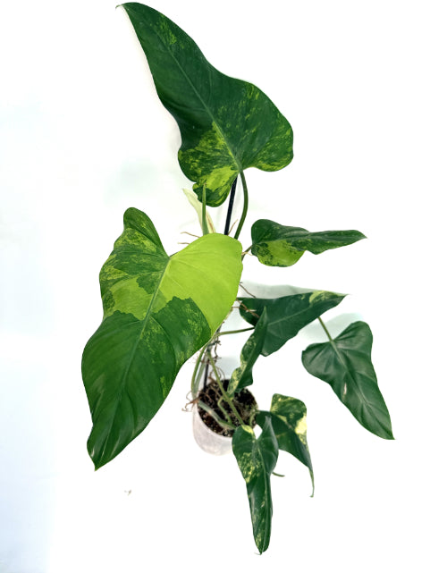 Philodendron_Domesticum_Variegata