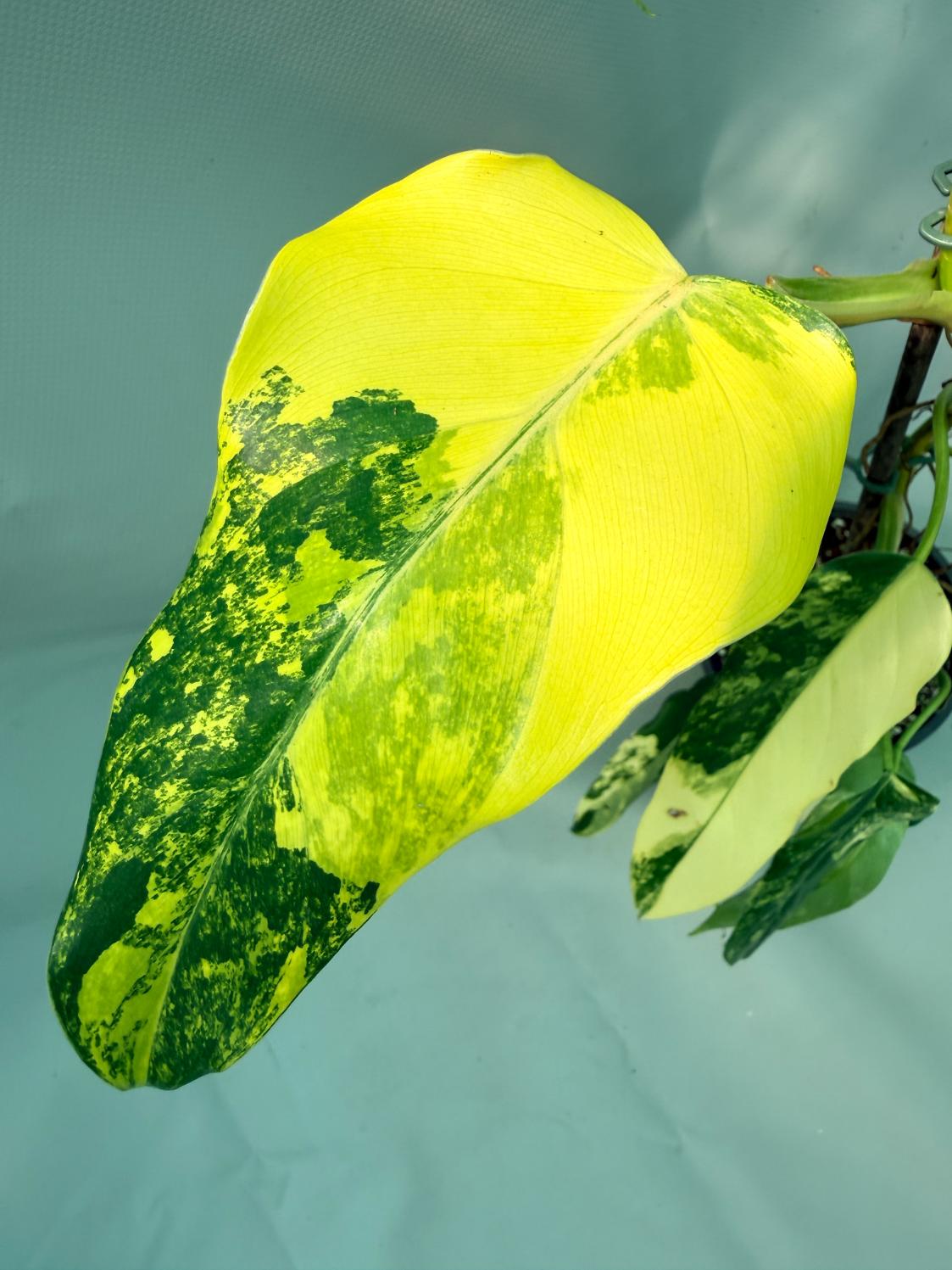 Philodendron Domesticum Variegata 8