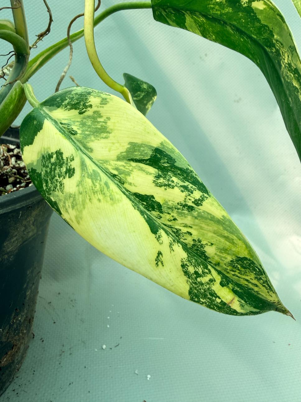 Philodendron Domesticum Variegata 9