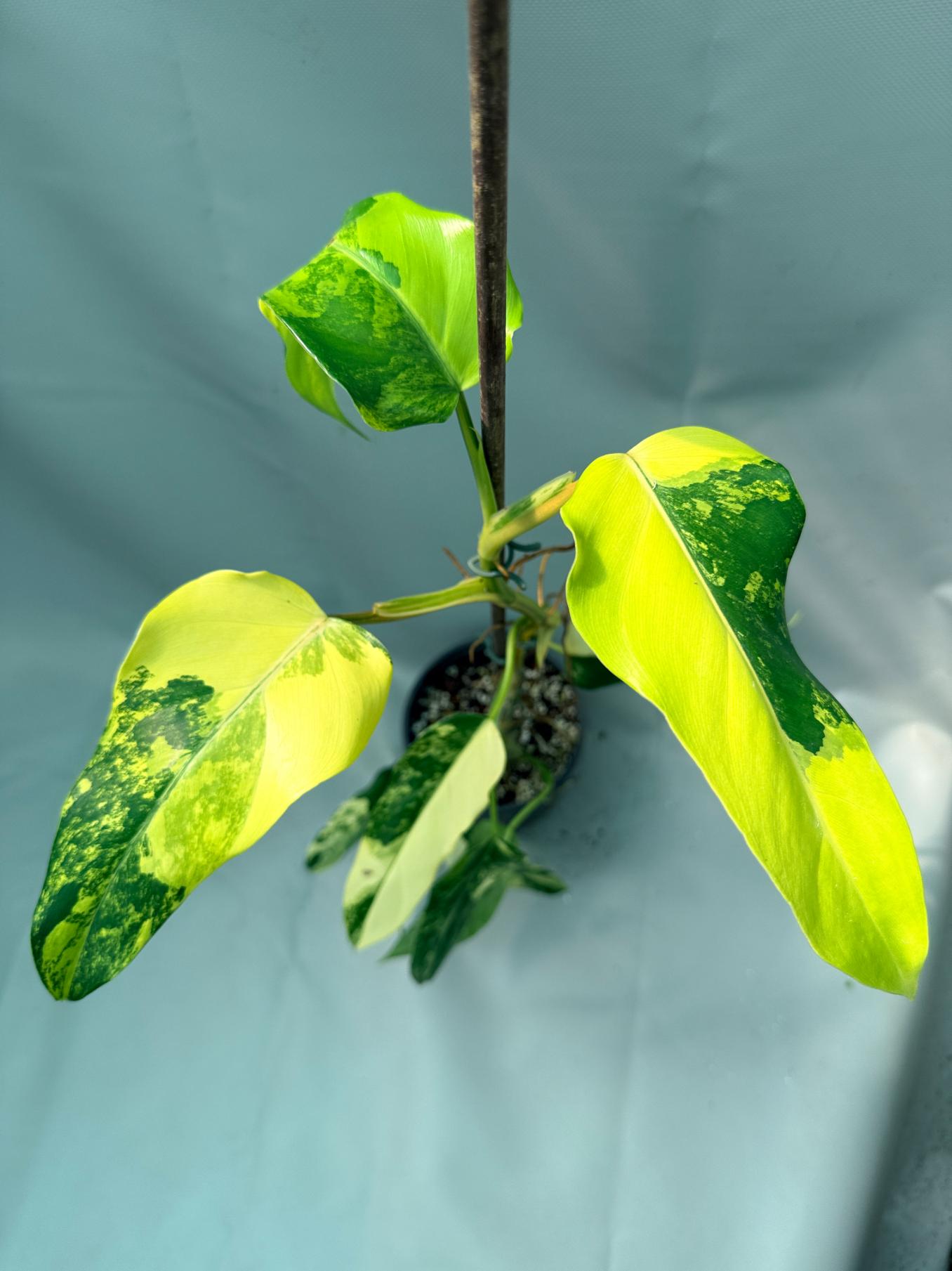 Philodendron Domesticum Variegata 10