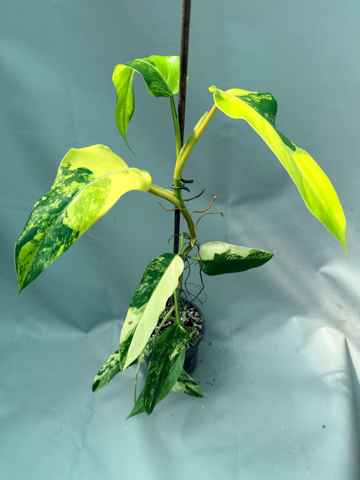 Philodendron Domesticum Variegata 11