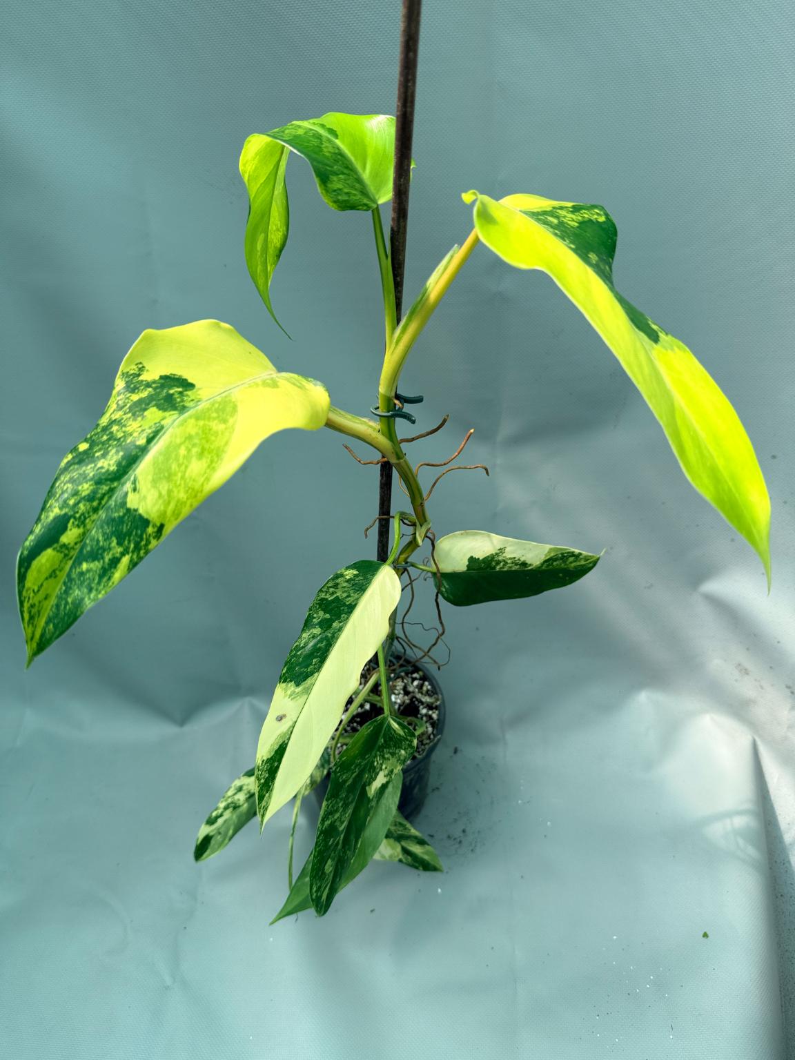Philodendron Domesticum Variegata 12