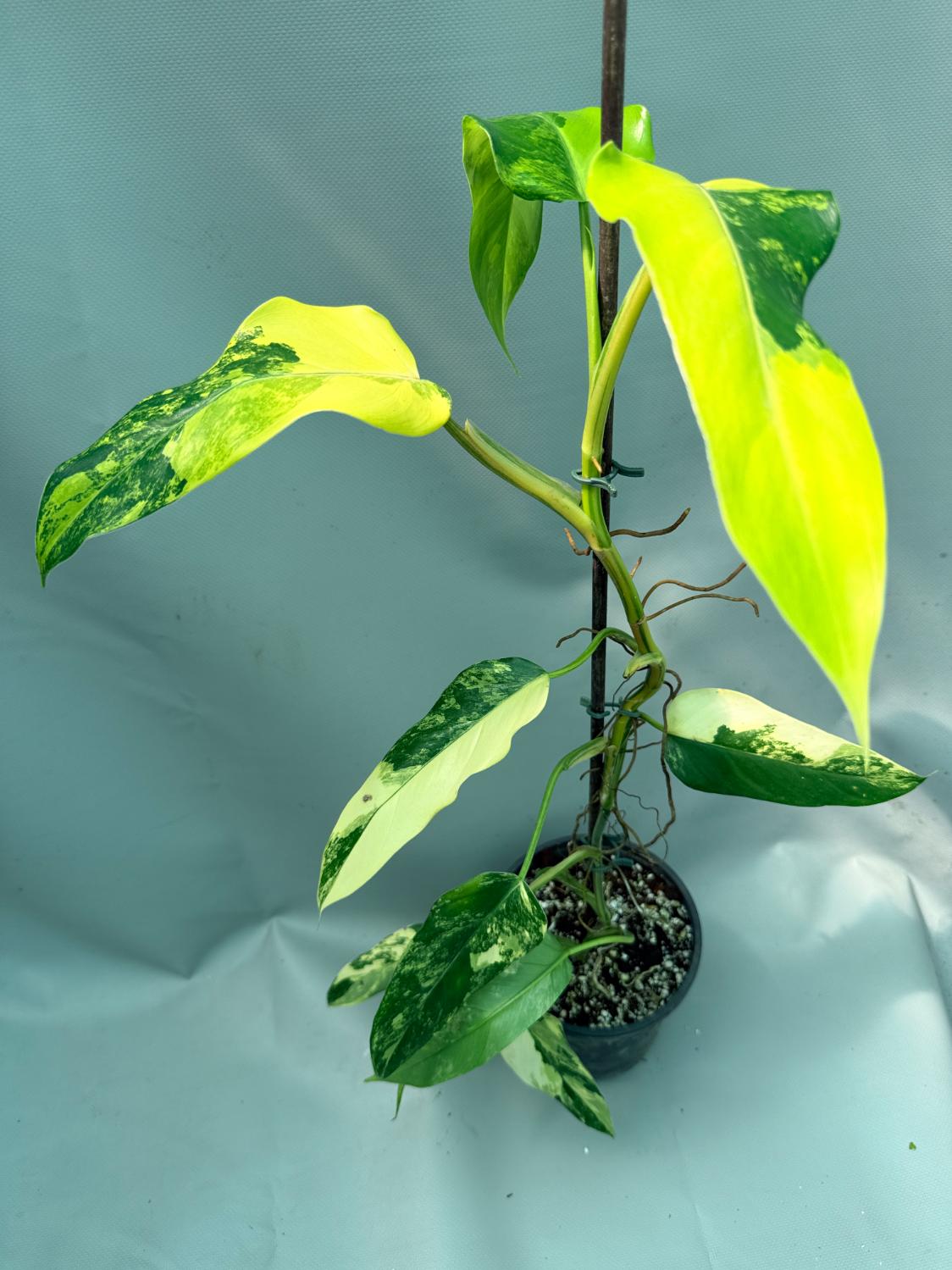Philodendron Domesticum Variegata 2