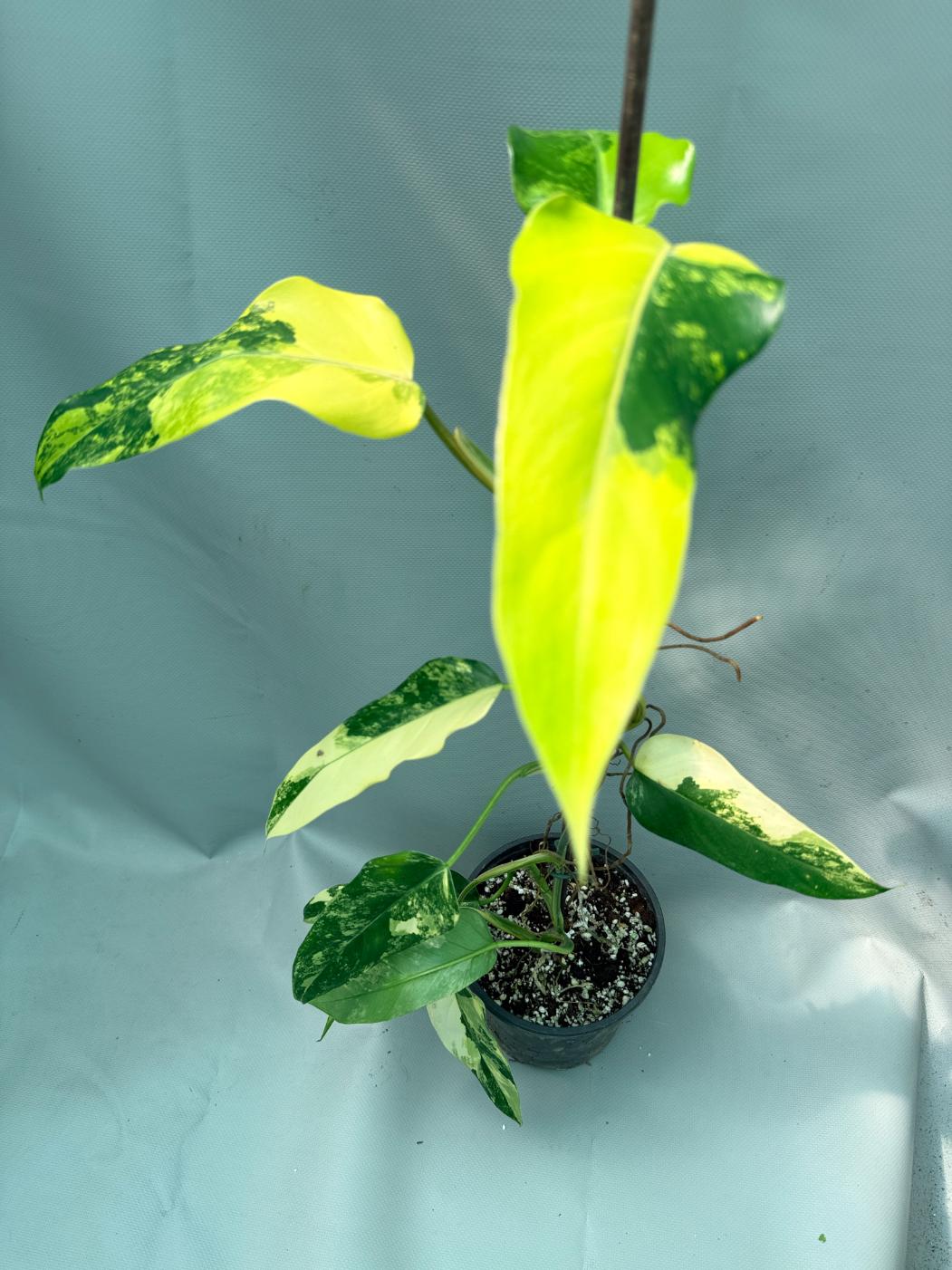 Philodendron Domesticum Variegata 3