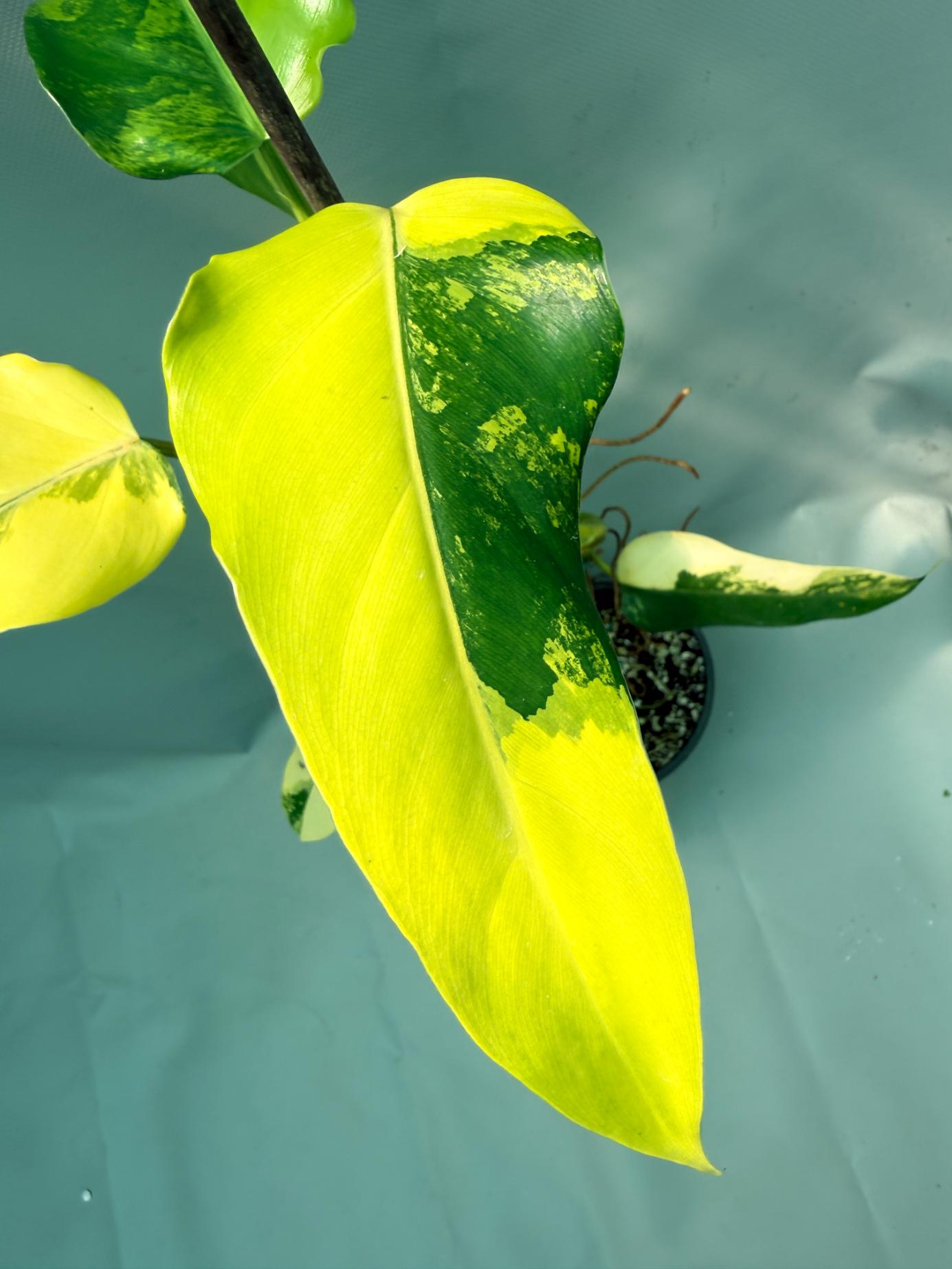 Philodendron Domesticum Variegata 4