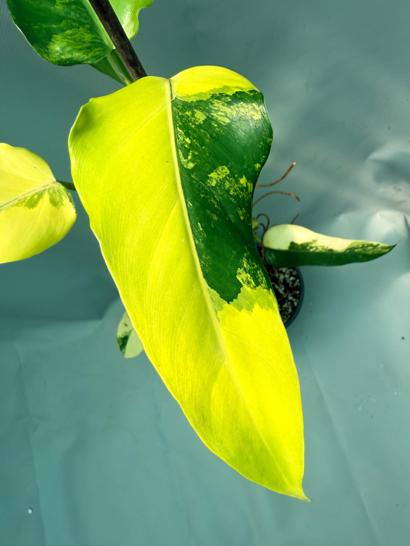 Philodendron Domesticum Variegata 5