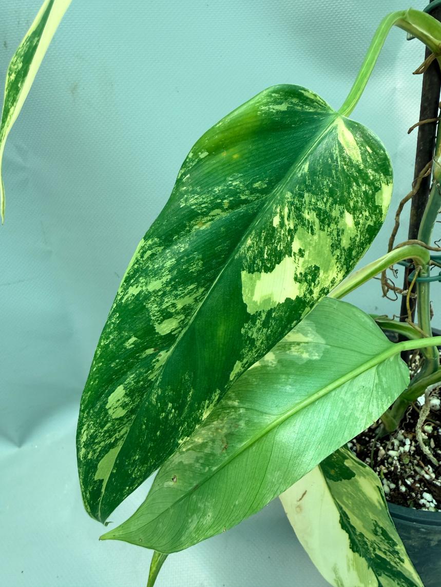 Philodendron Domesticum Variegata 6